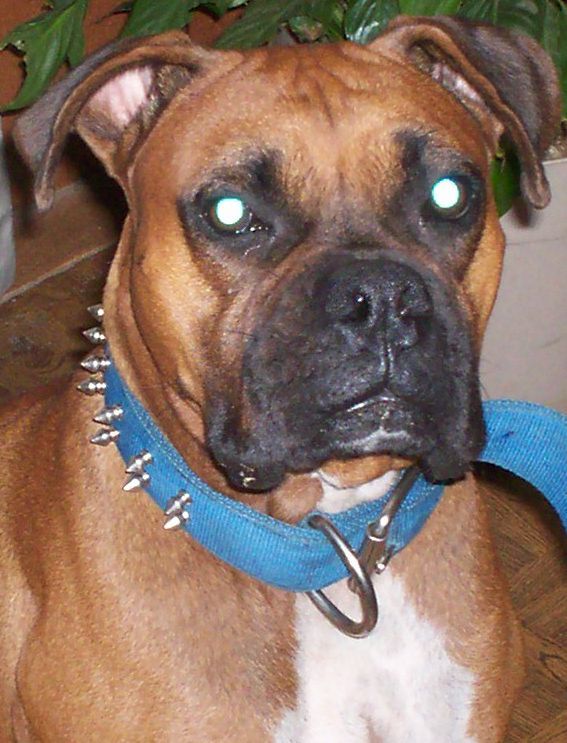 Stryder