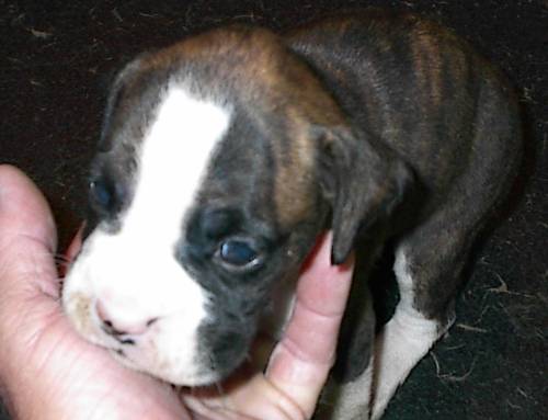 Stryker