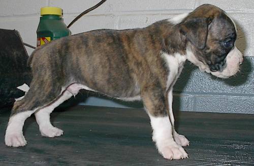 Stryker