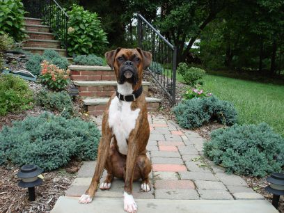 Stud