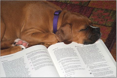 Study Buddy