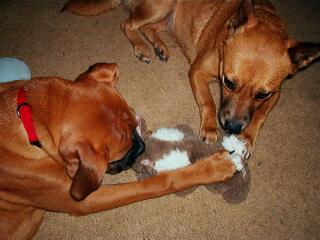 stuffed rabbit does not have a chance with these 2