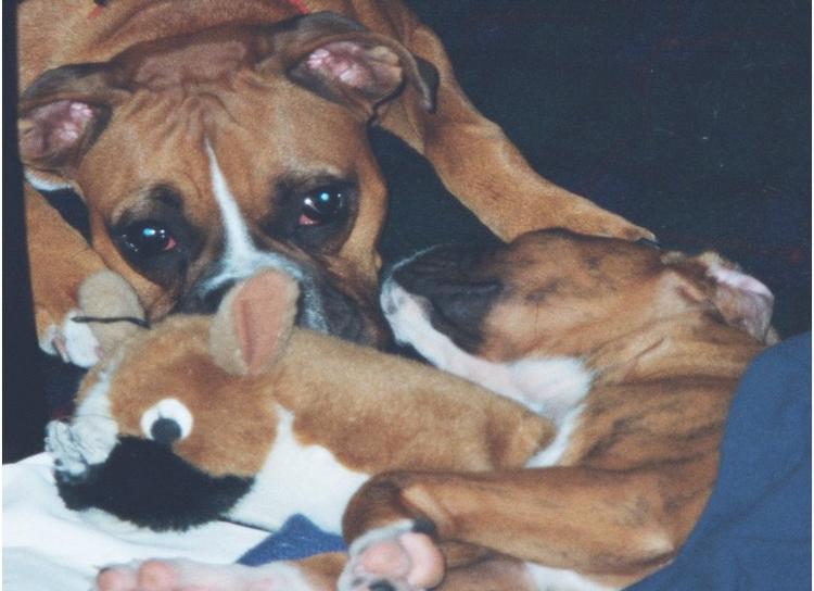Stuffed_boxer