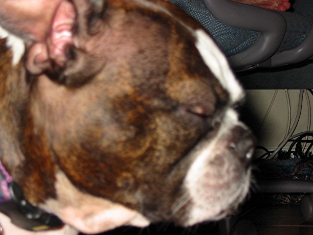 Stye or Mast Cell Tumor?