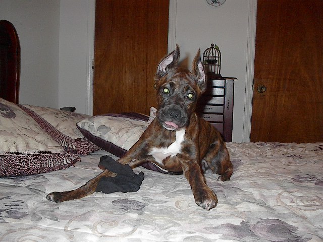 Such a Goof Ball