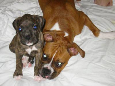 Such Cutties