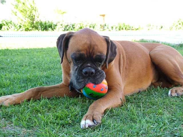 Sugar and her favourite ball
