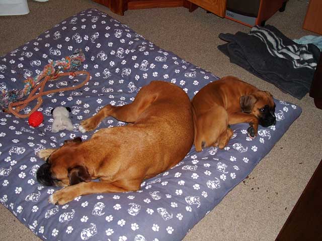 Sugar and our new baby Odie