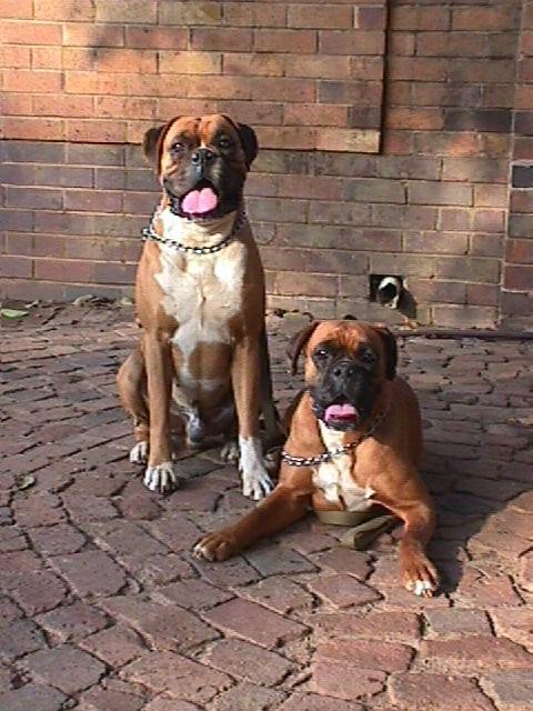 Sugar and Ray