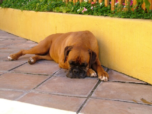 Sugar in her shady spot