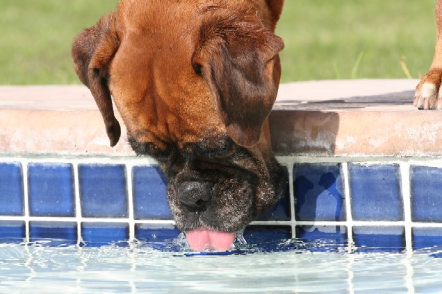 Sugar is thirsty