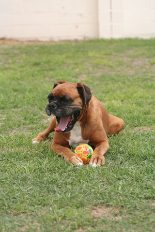 Sugar looks like she is laughing