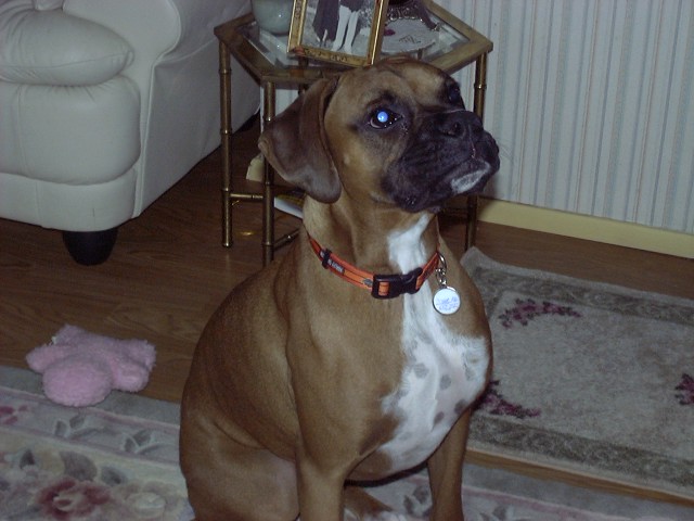 SugarRay 1yr old