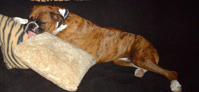 Sugga sleeping again !!