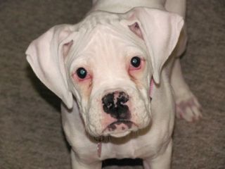 Suki - 12 weeks