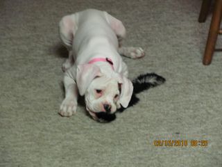 Suki and the skunk toy