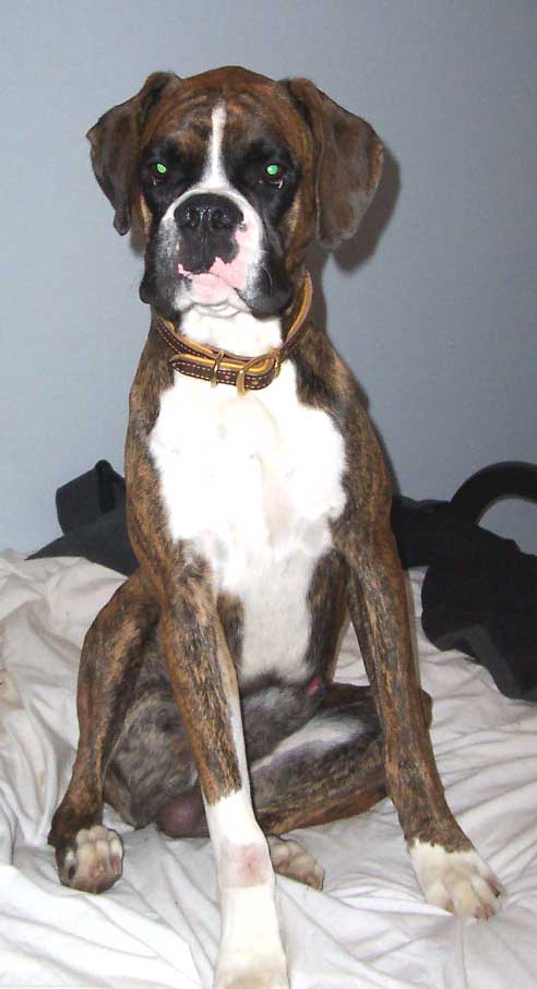 Sullivan