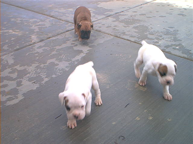 Sumi and her litter brothers