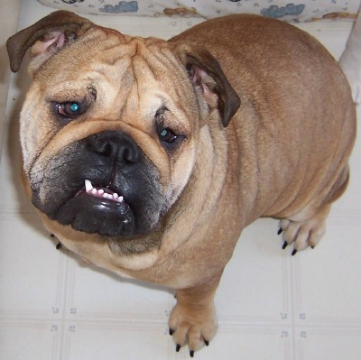 Sumo 9  months