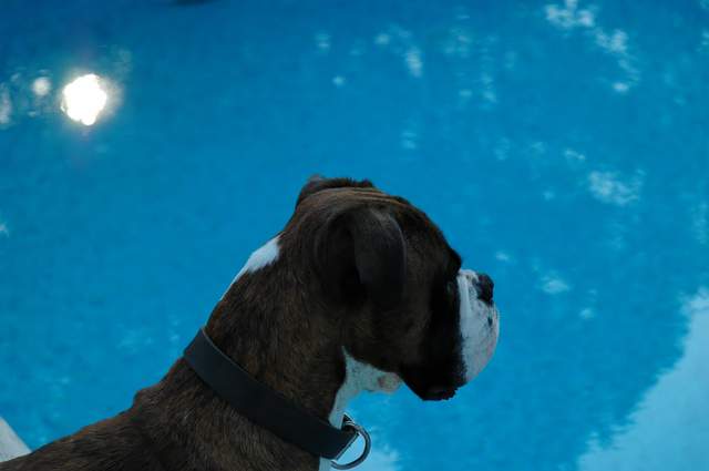 Sun, surf, boxer