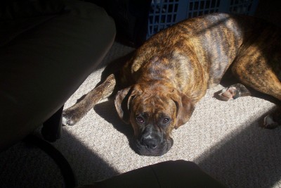 Sun Worshipper