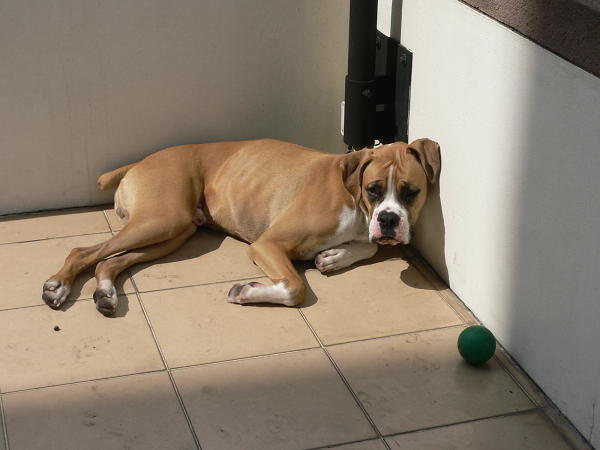 Sunbathing....