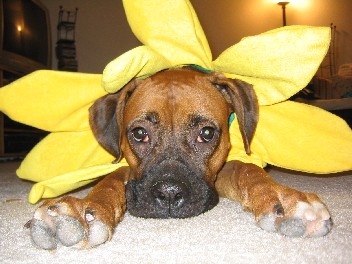 Sunflower Tess