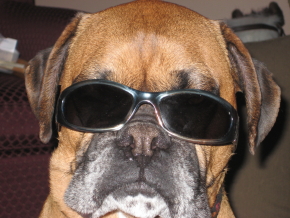 Sunglass Chester