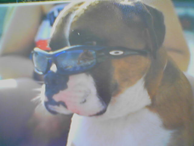 sunglasses