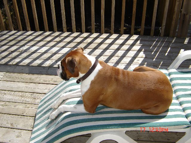 Sunning at the Cottage