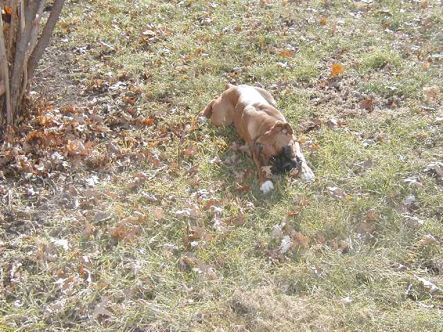 sunning