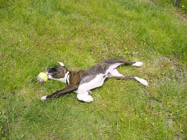 Sunny day