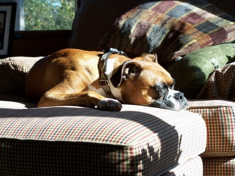 Sunny Spot