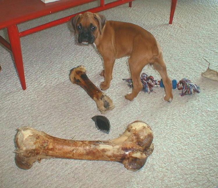 Sunny's bone