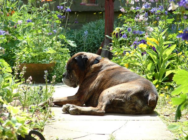 Sunshine Sophie