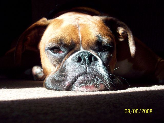 sunshine_buster