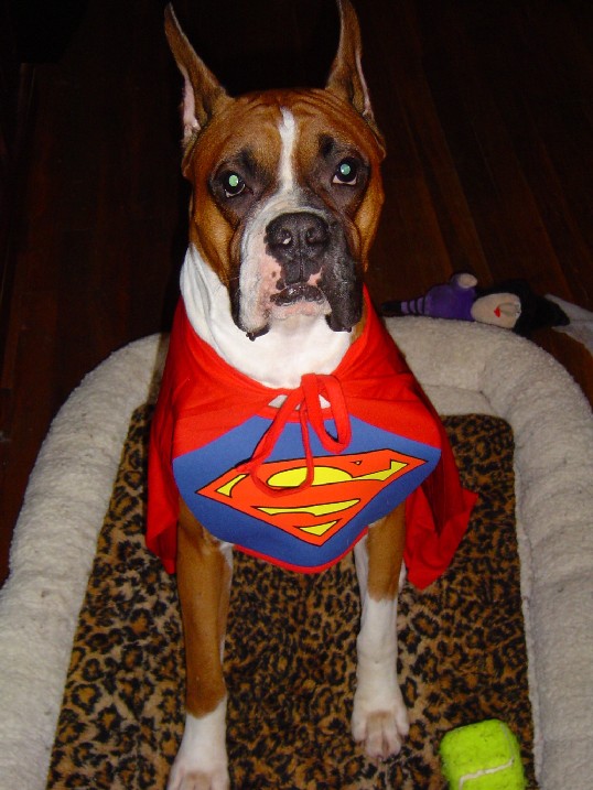 Super Dog!