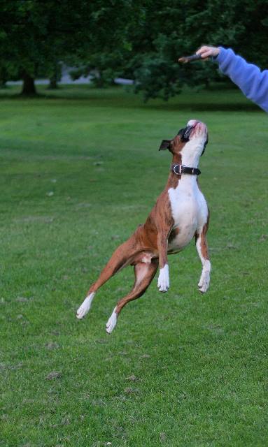 Super dog