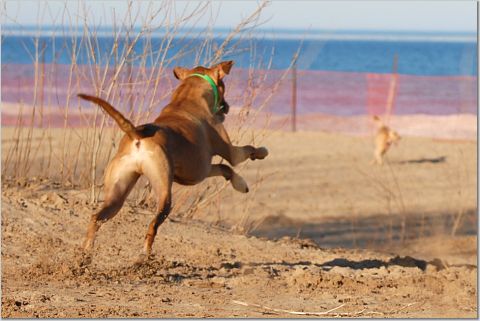 Super Dog!