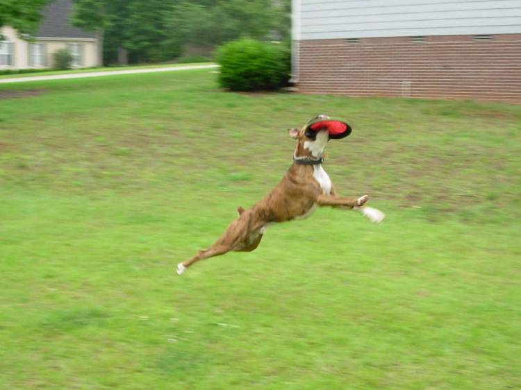 Super Gus!