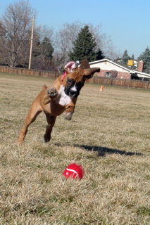 Super puppy!
