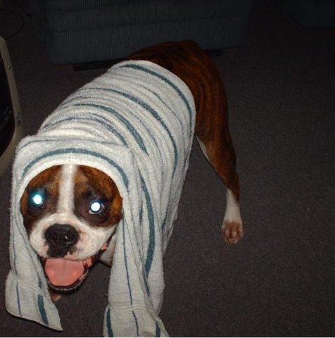 super_puppy