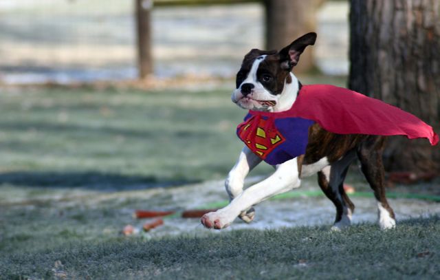 Superdog