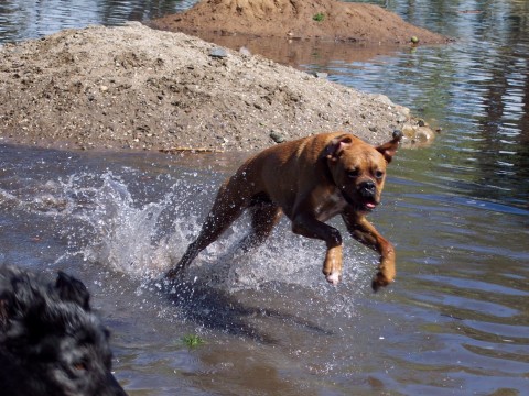 SuperDog