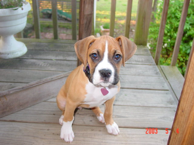 Supermodel puppy