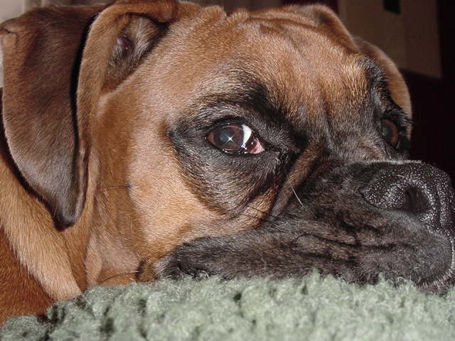 Supreme close up