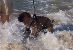Surprise Wave