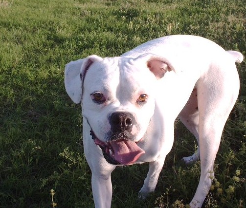 Susie Q