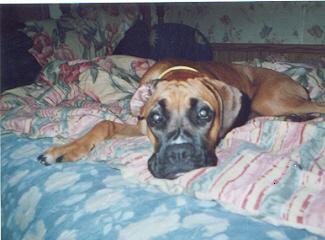 Suzy Chill'in on my bed