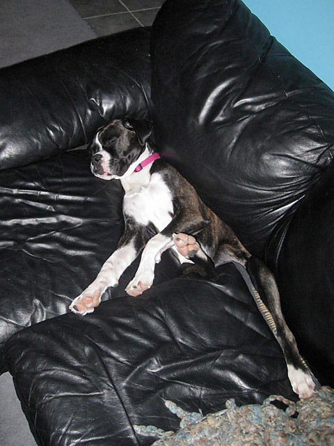 Swallowed By The Couch
